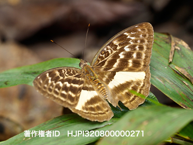 ミカンスヒメボカシタテハ　Bebearia micans　♀