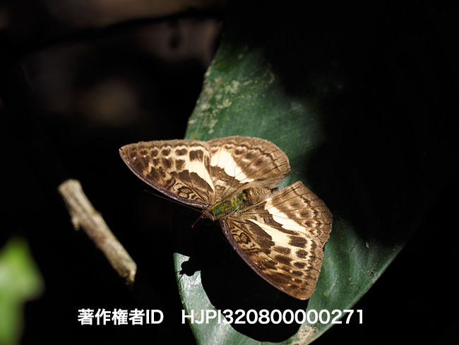 テンティリスヒメボカシタテハ　Bebearia tentyris 