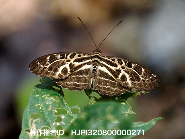 アラメタテハ Catuna erithea