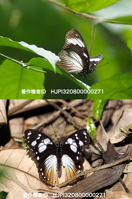 アンテドンムラサキ　Hypolimnas antedon