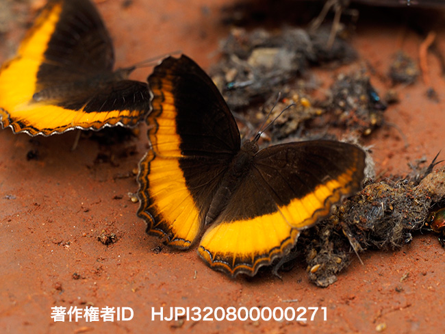 アカハガタオビタテハ　Eurytela hiarbas