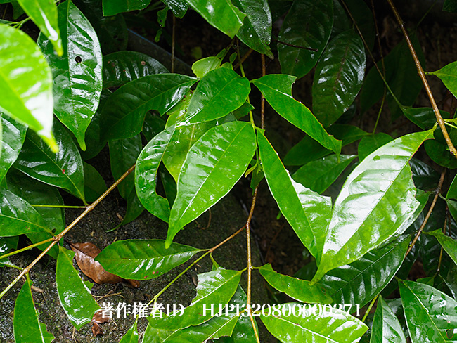 雨に濡れるコノハムシ　Phyllium bioculatum