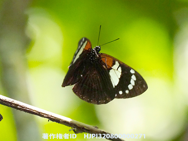 ネアカマルバネタテハ　Euxanthe trajanus