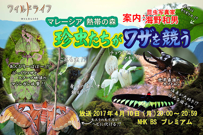 珍虫たちがワザを競う　放送のお知らせ