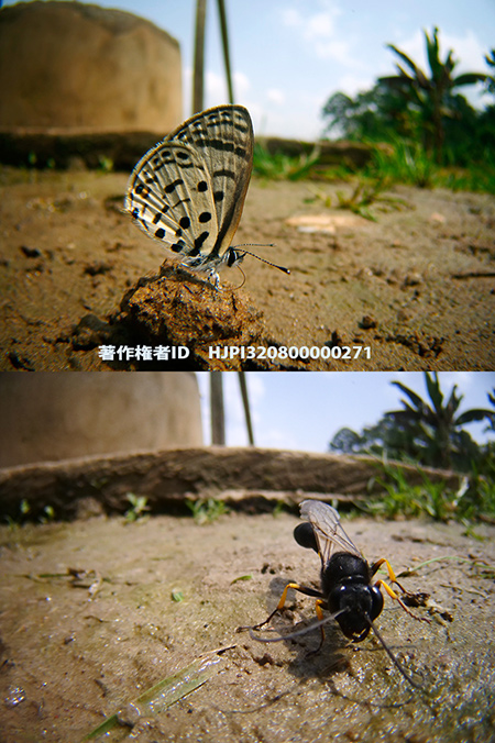 4k対応虫の目レンズ