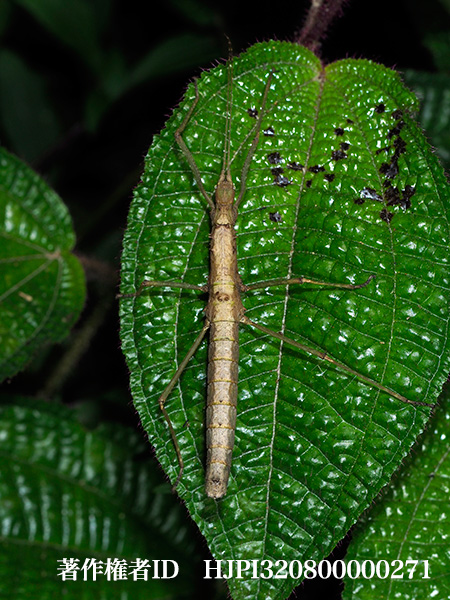 ウンノトゲナナフシのメス　Neohirasea unnoi