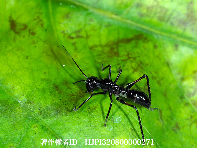 アリギリス　Macroxiphus sumatranus？