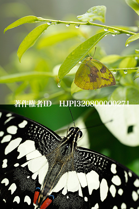 コーワPROMINAR 90mm F2.5 Macro