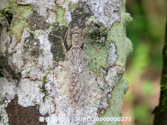 アフリカキノカワカマキリ　Theopompella sp.