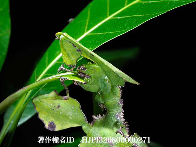 葉を食べるコノハムシ　Phyllium giganteum