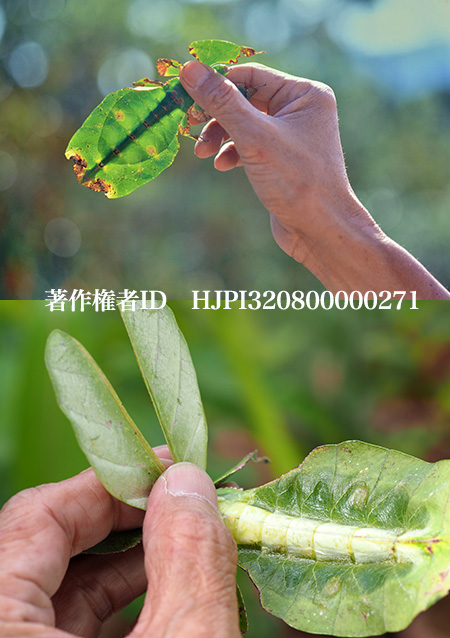 コノハムシが内蔵の影を消す方法　Phyllium giganteum