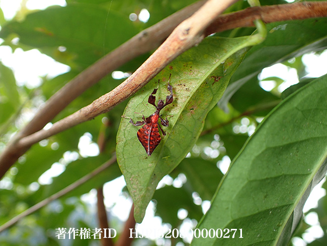 コノハムシの初齢幼虫　Phyllium bioculatum