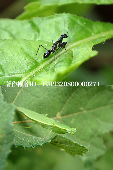 アリカマキリ　Odontomantis sp.