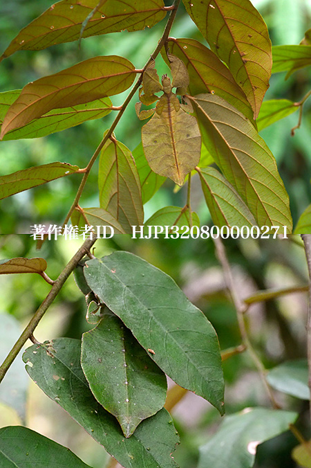 変わった色のコノハムシの幼虫　Phyllium bioculatum