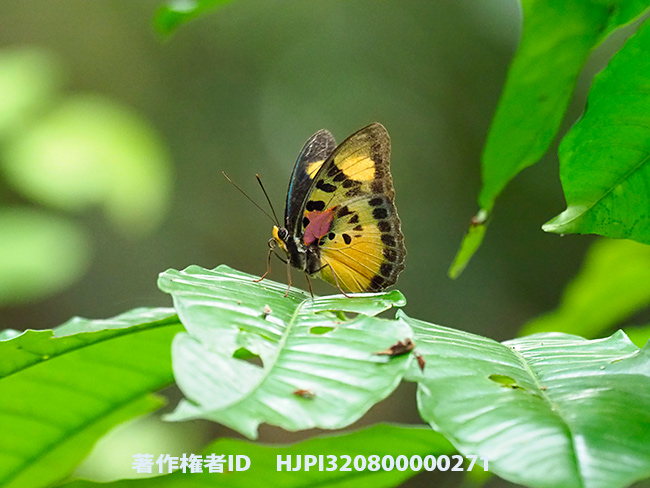 美しいボカシタテハ　Euphaedra justicia