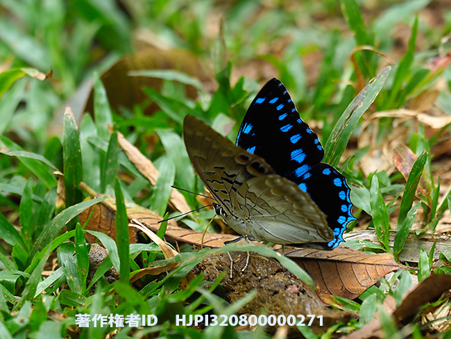 ミズイロフタオチョウ Charaxes ameliae