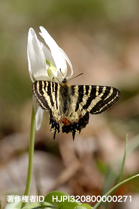 白いカタクリで蜜を吸うヒメギフチョウ Luehdorfin puziloi