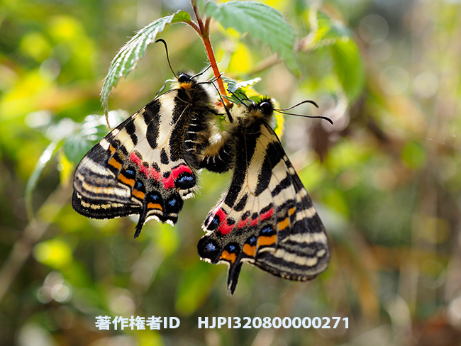 ギフチョウの交尾 Luehdorfia japonica 