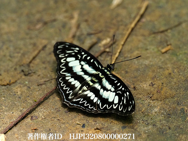 アフリカイチモンジ　Euptera elabontas
