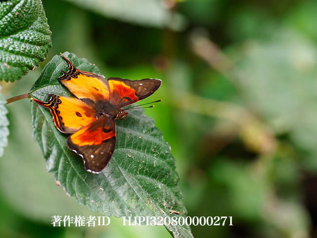 デリウスオナガアカタテハ　Antanartia delius