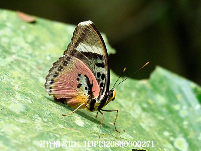 モモイロボカシタテハ　Euphedra xypete