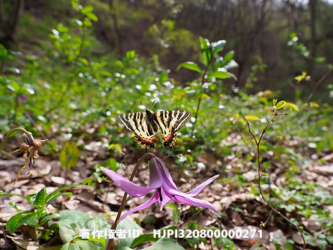 ヒメギフチョウ　Luehdorfia puziloi