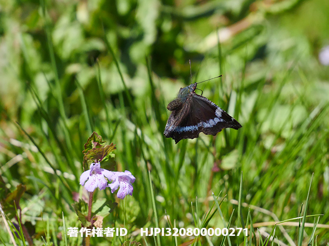 ルリタテハの飛翔　6Ｋフォト