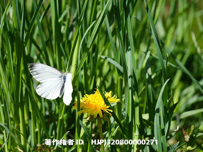 スジグロシロチョウ春型♂　Pieris melete