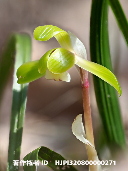 シュンラン　Cymbidium　goeringii