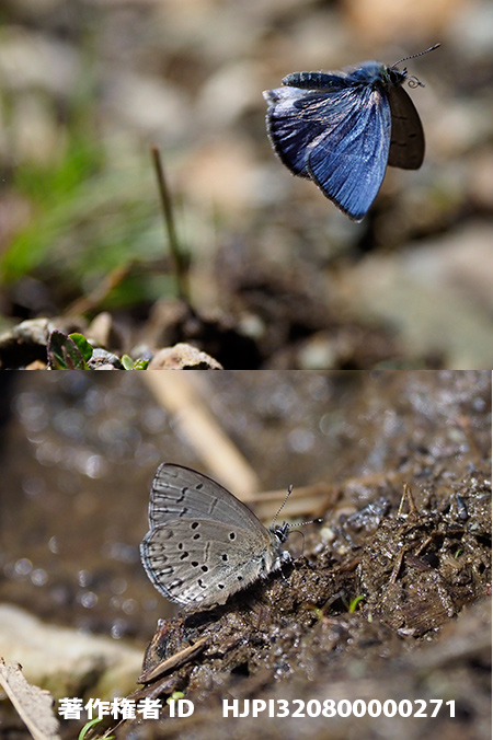 スギタニルリシジミの飛翔　Celastrina sugitanii