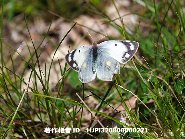 モンキチョウのメスの飛翔　Colias erate