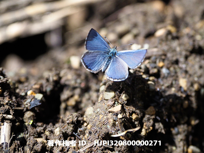 ルリシジミの飛翔　Celastrina argiolus