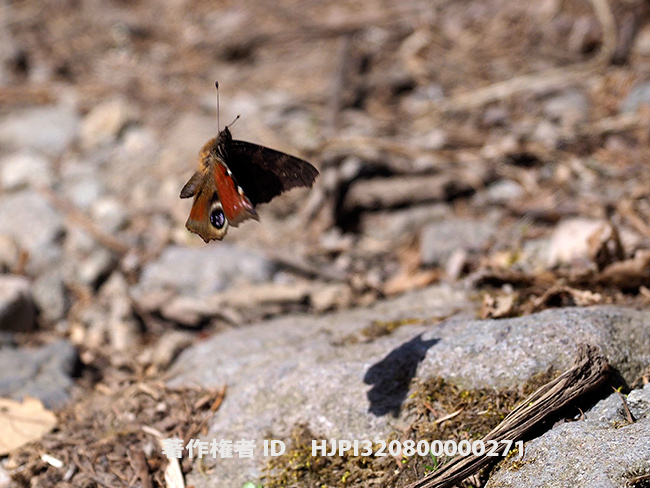 クジャクチョウの飛翔　Inachis io