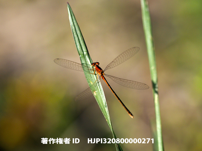 イトトンボの飛翔をproキャプチャーモードで　Ischnura asiatica