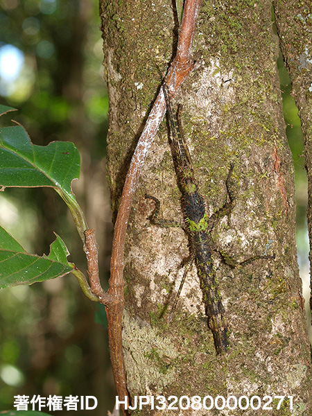 ナナフシの仲間