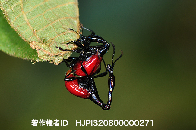 キリンクビナガオトシブミ　Trachelophorus giraffa