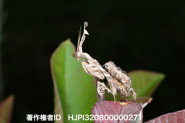 ゴーストマンティス　Phyllocrania paradoxa