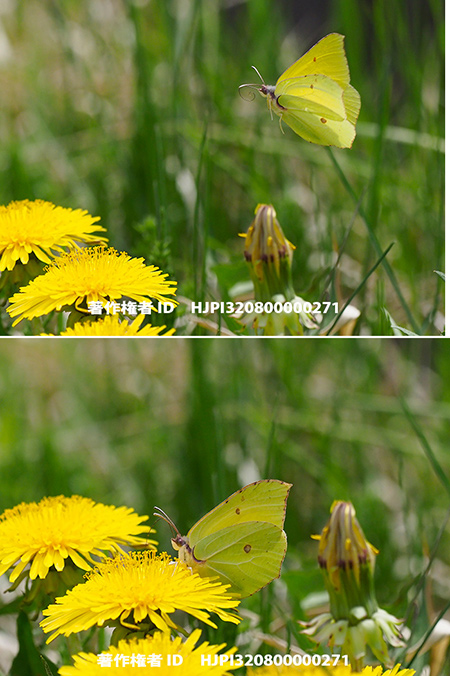 久し振りにヤマキチョウに会う　Gonepteryx rhamni