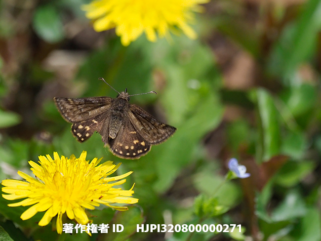 ミヤマセセリの飛翔　Erynnis montanus