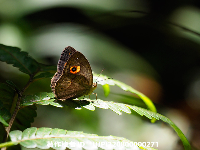  ベニモンコジャノメ　Heteropsis sp.