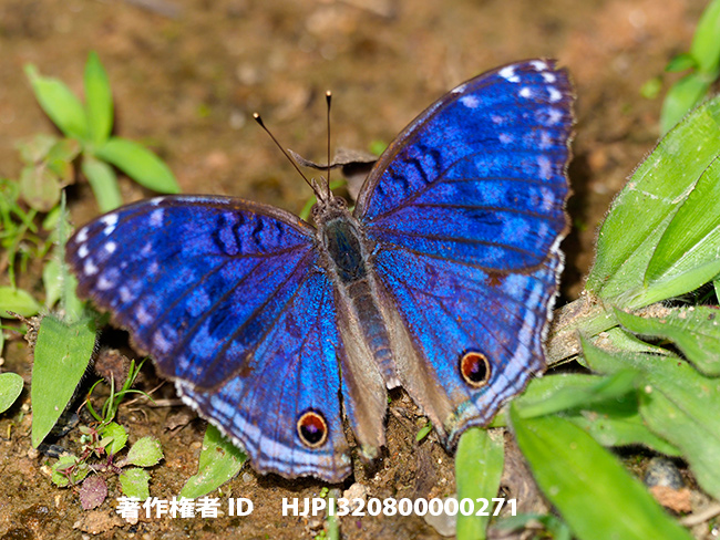 マダガスカルタテハモドキ　Junonia rhadama