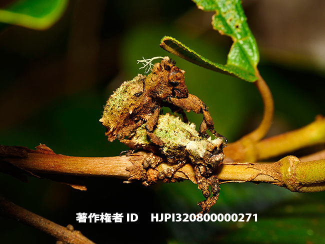 苔の生えたゾウムシ　Lithinus sp.