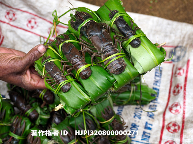 マダガスカルザリガニ　Astacoides.sp