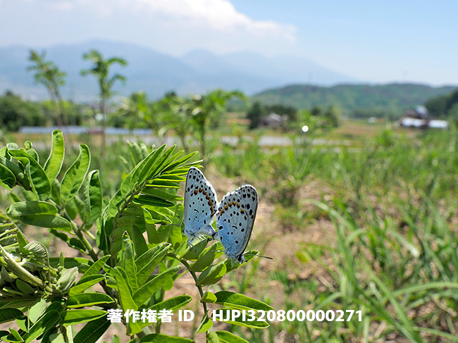 オオルリシジミを採集する人がいるなんて悲しい