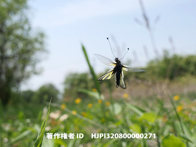 キバネツノトンボ　Libelloides ramburi