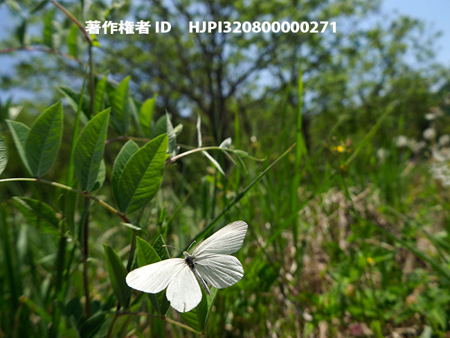 ヒメシロチョウの飛翔　Leptidea amurensis