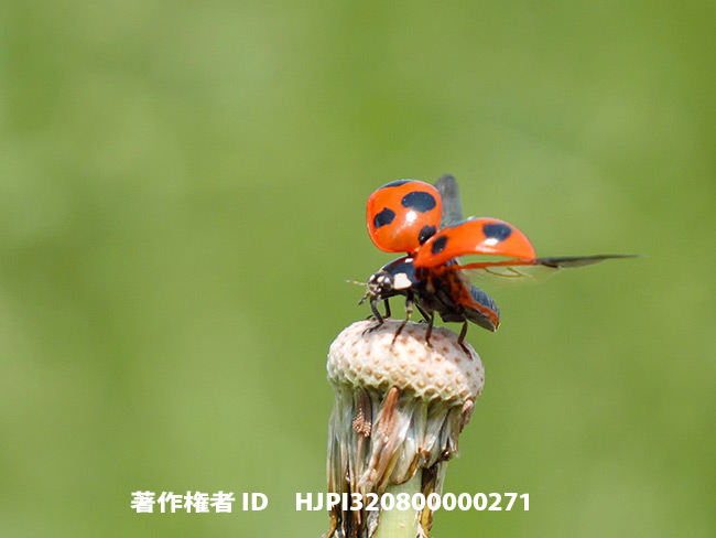 ナナホシテントウ　Coccinella septempunctata
