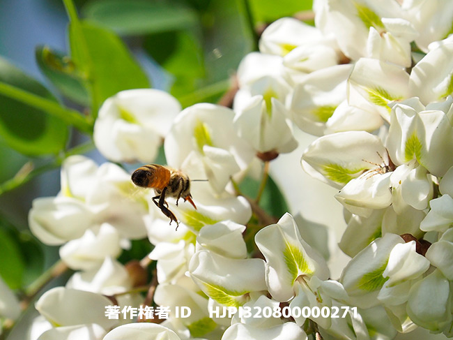 ニセアカシアの花に来たミツバチ　Apis mellifera