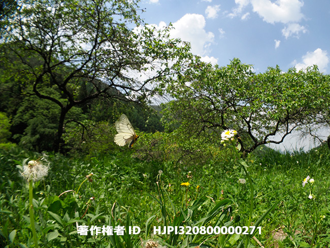 ウスバシロチョウの飛翔　Parnassius citrinarius