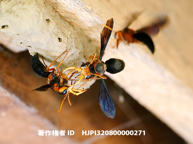 オオキバドロバチの闘い　Synagris cornuta